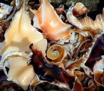 Spider conch shells